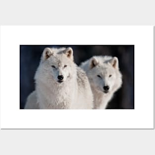 Arctic Wolves Posters and Art